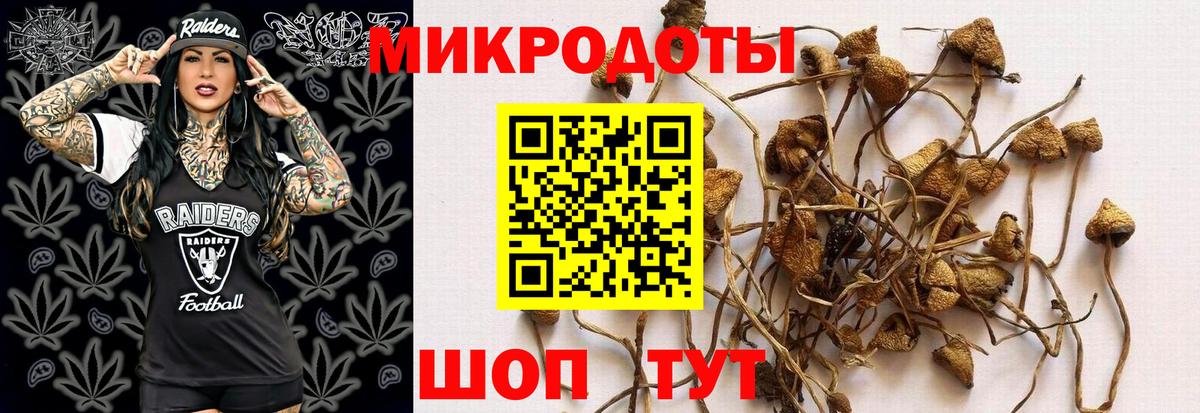 Псилоцибиновые грибы Cubensis Новодвинск